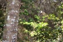 Jornada de siembra de árboles