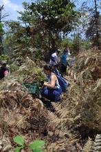 Jornada de siembra de árboles