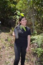 Jornada de siembra de árboles
